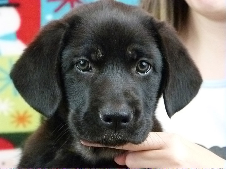 chinook puppy